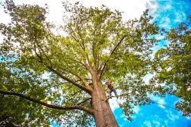 Trusted Dunean, SC Tree Removal Experts